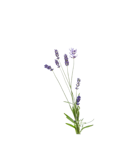 Huile essentielle de Lavandin Super